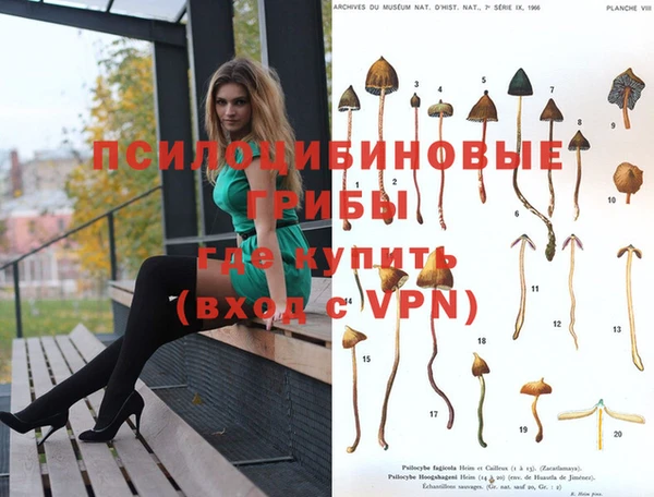 индика Беломорск